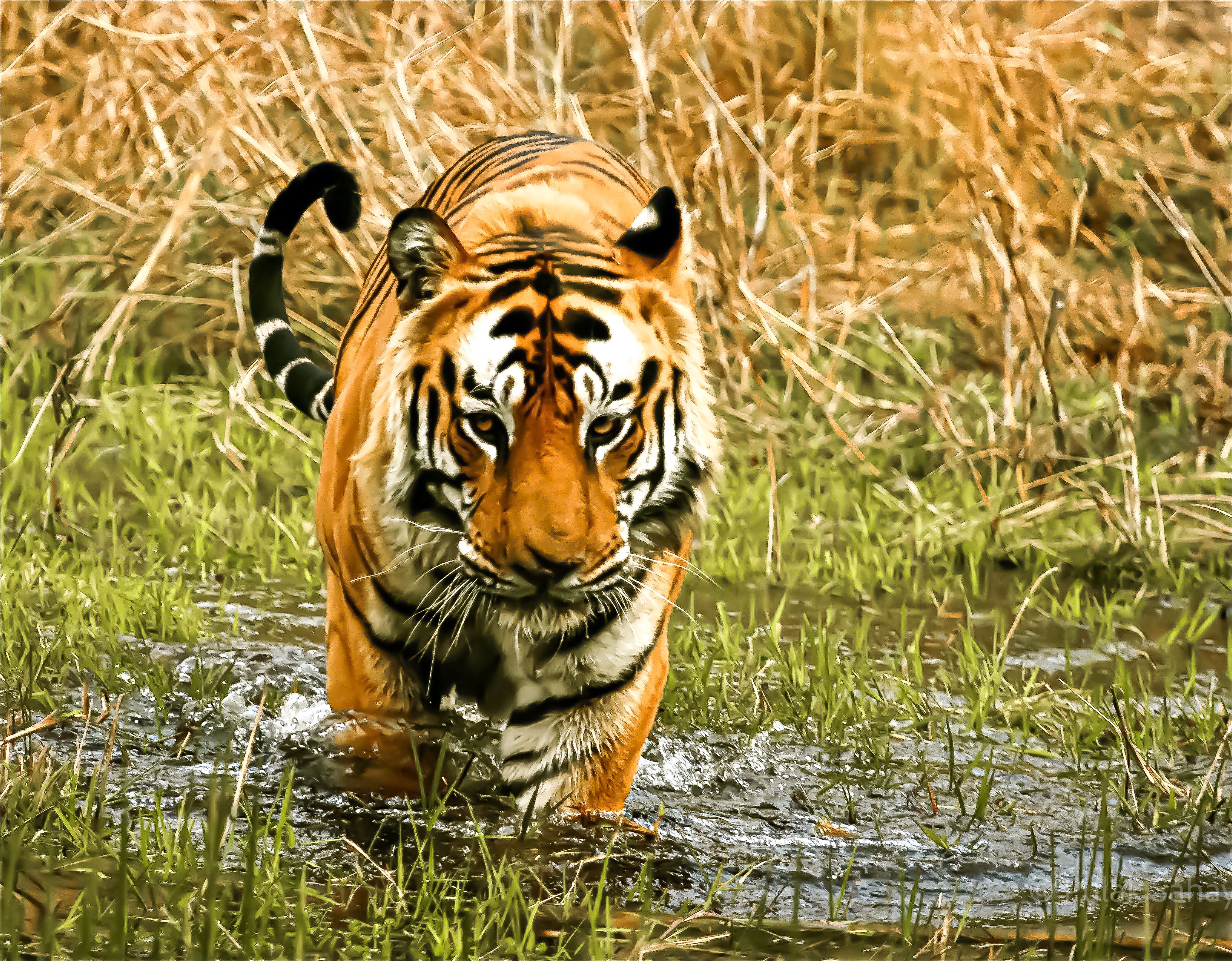 Tiger in water